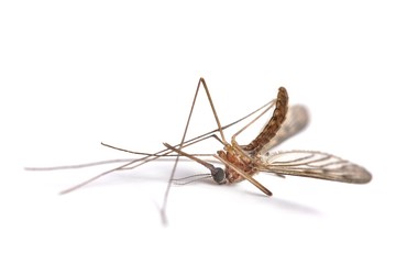 Mosquito dead on white surface