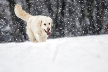 golden retriever dog in winter park