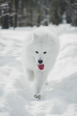Beautiful white Samoyed dog in outdoor
