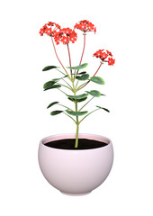 3D Rendering Geranium Pot on White