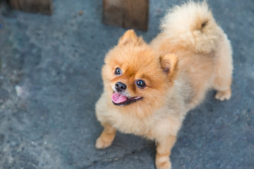 Fototapeta na wymiar Pomeranian dog
