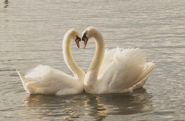 Obraz premium Swan Love in at Park