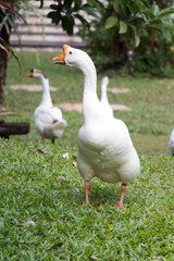 White goose walk on green grass background