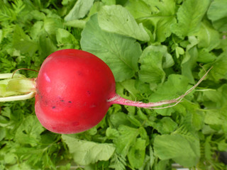 huge selection of fresh radish on the garden red ripe useful