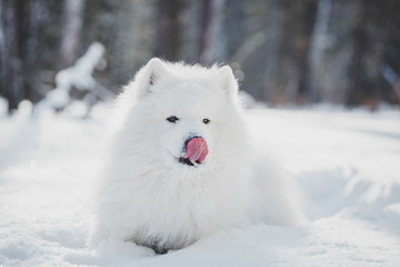 Fototapeta premium Beautiful white Samoyed dog in outdoor