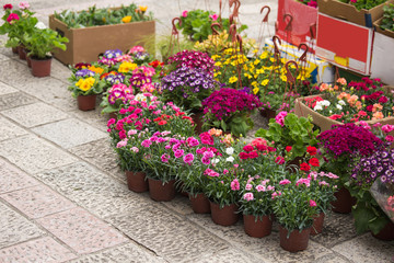 Flower market at the street. 