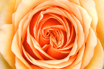 .Yellow and orange rose close-up