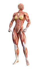 Fototapeta na wymiar 3D Rendering Female Anatomy Figure on White