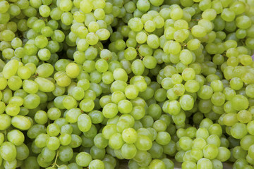 Red wine grapes background/ dark grapes, blue grapes , Red Grape, Cardinal Grape , Emperor Grape