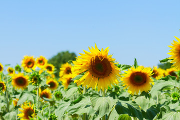 Field of sunflowers
