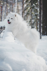 Beautiful white Samoyed dog in outdoor