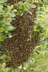 A wild swarm of bees on a bush in a garden