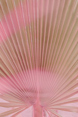 minimal tropic concept. leaves of palma (closeup)