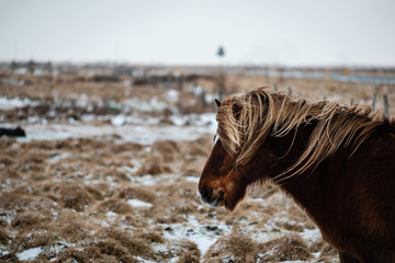 Fototapeta premium Typical Icelandic hairy horse grazing in snow blizzard. Iceland breed horse in wintertime in hard conditions snowy freezing winter at Iceland.