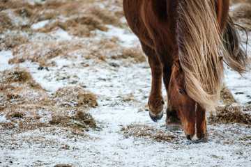 Fototapeta premium Typical Icelandic hairy horse grazing in snow blizzard. Iceland breed horse in wintertime in hard conditions snowy freezing winter at Iceland.