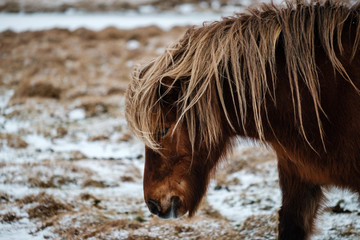 Fototapeta premium Typical Icelandic hairy horse grazing in snow blizzard. Iceland breed horse in wintertime in hard conditions snowy freezing winter at Iceland.
