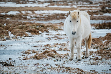 Fototapeta premium Typical Icelandic hairy horse grazing in snow blizzard. Iceland breed horse in wintertime in hard conditions snowy freezing winter at Iceland.