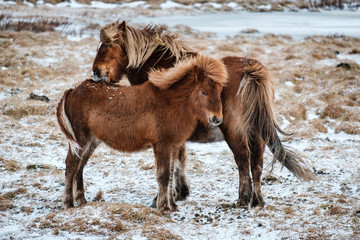 Fototapeta premium Typical Icelandic hairy horse grazing in snow blizzard. Iceland breed horse in wintertime in hard conditions snowy freezing winter at Iceland.