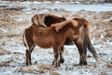 Fototapeta premium Typical Icelandic hairy horse grazing in snow blizzard. Iceland breed horse in wintertime in hard conditions snowy freezing winter at Iceland.