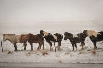 Obraz premium Typical Icelandic hairy horse grazing in snow blizzard. Iceland breed horse in wintertime in hard conditions snowy freezing winter at Iceland.