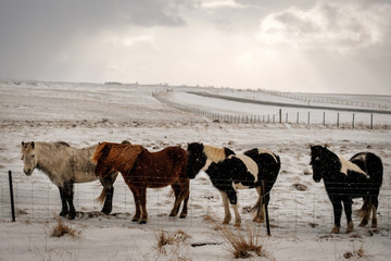 Fototapeta premium Typical Icelandic hairy horse grazing in snow blizzard. Iceland breed horse in wintertime in hard conditions snowy freezing winter at Iceland.