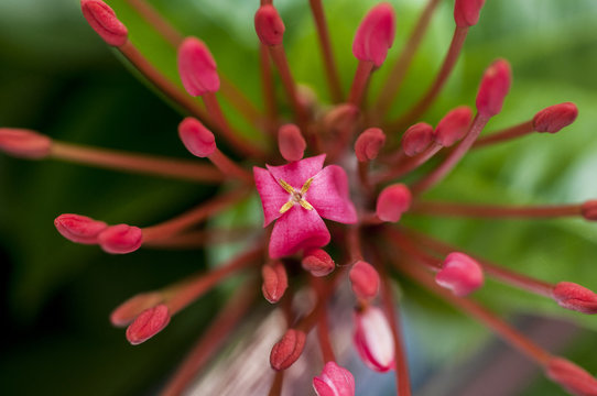 Ixoria