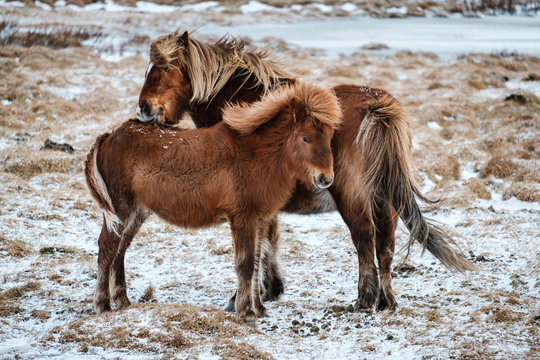 Typical Icelandic hairy horse grazing in snow blizzard. Iceland breed horse in wintertime in hard conditions snowy freezing winter at Iceland.