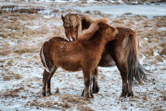 Typical Icelandic hairy horse grazing in snow blizzard. Iceland breed horse in wintertime in hard conditions snowy freezing winter at Iceland.