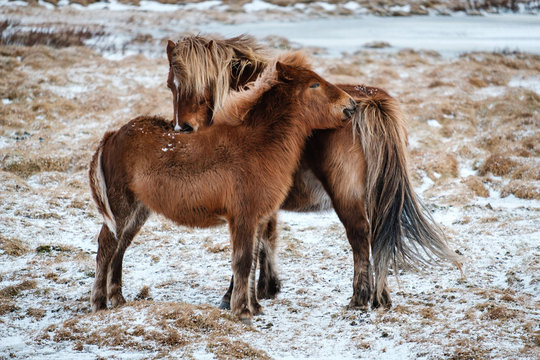 Typical Icelandic hairy horse grazing in snow blizzard. Iceland breed horse in wintertime in hard conditions snowy freezing winter at Iceland.