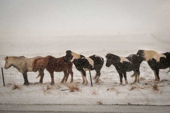 Typical Icelandic hairy horse grazing in snow blizzard. Iceland breed horse in wintertime in hard conditions snowy freezing winter at Iceland.