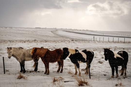 Typical Icelandic hairy horse grazing in snow blizzard. Iceland breed horse in wintertime in hard conditions snowy freezing winter at Iceland.