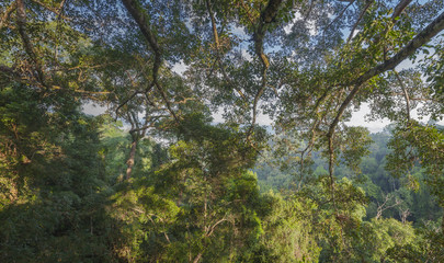 Panoramic view of jungle