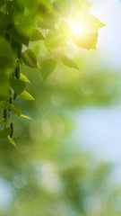 Funny seasonal panoramic banner with bright foliage and beauty bokeh