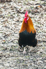 Rooster in natural environment