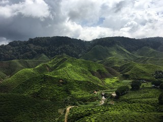cameron highlands