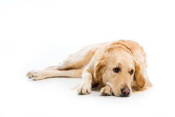 Studio shot of lying golden retriever isolated on white