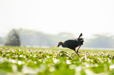 grey headed swamp hen 