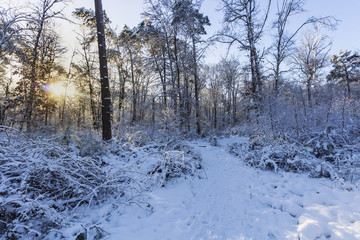 Soleil levant en Forêt de Fontainebleau sous la neige