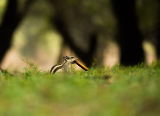 squirrel