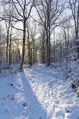 Soleil levant en Forêt de Fontainebleau sous la neige