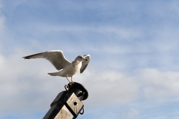Seagul landing