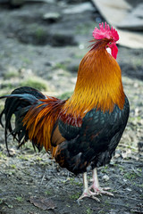 Rooster in natural environment