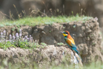 European Bee-eater, Merops apiaster, beautiful bird sitting on the ground near violet flowers