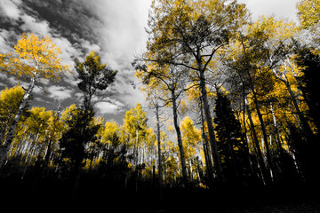 Canopy of golden yellow fall trees in black and white forest landscape