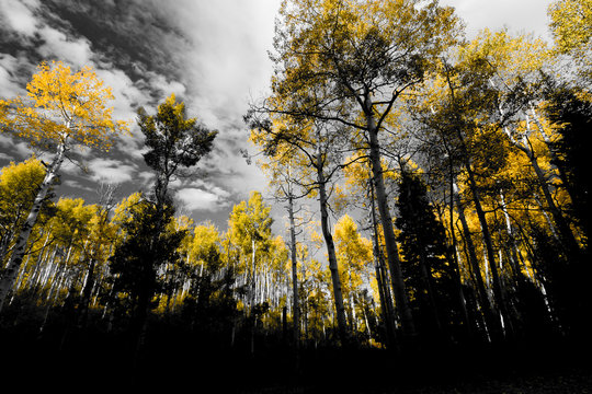 Fototapeta Canopy of golden yellow fall trees in black and white forest landscape
