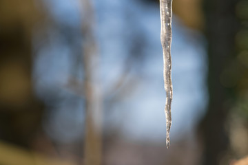 Springtime background: close-up of a single icicle against natural blurred backdrop with copy space