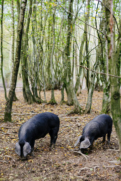 Two pigs hunting truffles
