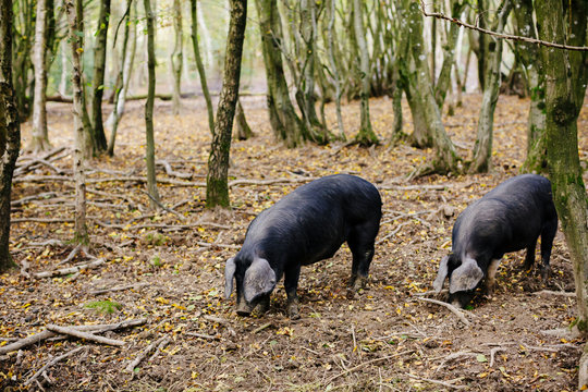 Two pigs hunting truffles