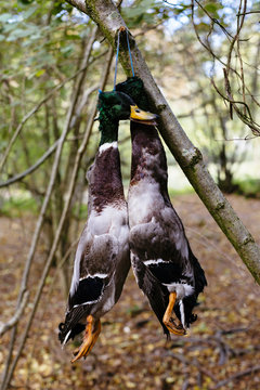Two dead mallard ducks