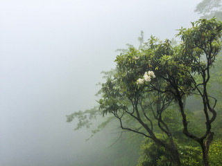 Mount emei in sichuan province, China.